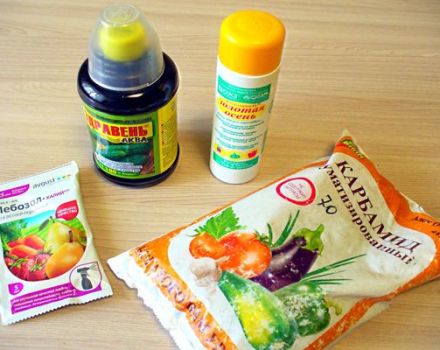 Приложение на торове Biohumus за подхранване на краставици