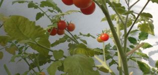 Odling av en variation av tomat Pugovka, dess egenskaper och beskrivning