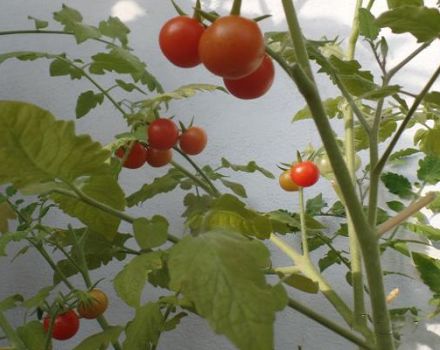 Cultiver une variété de tomates Pugovka, ses caractéristiques et sa description