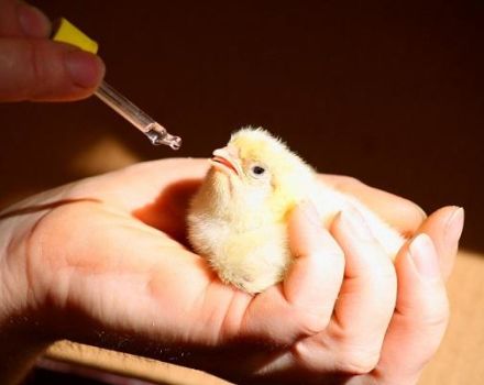 Опис и састав најбољих витаминских комплекса за пилиће, дозирање