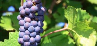 Pinot Noir üzümlerinin tanımı ve özellikleri, tarım teknolojisi tarihi ve kuralları