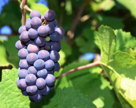 Opis i cechy winogron Pinot Noir, historia i zasady techniki rolniczej