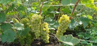 Description and advantages of Crystal grapes, planting and care features