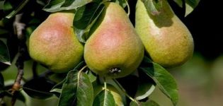 Beschreibung und Eigenschaften der Birnensorte, des Anbaus und der Bestäuber der Kathedrale