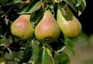 Beschreibung und Eigenschaften der Birnensorte, des Anbaus und der Bestäuber der Kathedrale