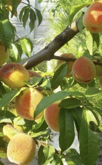 Características e descrição da variedade de pêssego amarelo Donetsk, plantio e cuidados