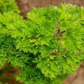 Types of parsley diseases in the garden, how to treat them and what to do