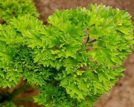 Tipos de doenças da salsa no jardim, como tratá-las e o que fazer