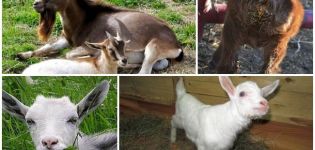 Possible causes of diarrhea in a goat, methods of treatment and methods of prevention