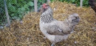 Опис и карактеристике пасмине кокоши Амераукана, карактеристике узгоја