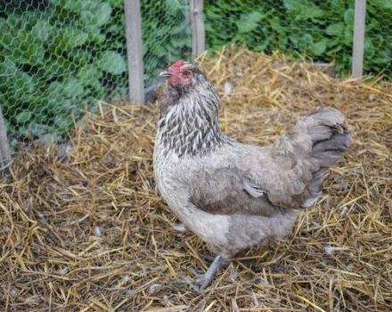 Descrição e características da raça de frango Ameraukan, características de reprodução