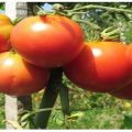 Beschreibung der Tomatensorte Nocturne, Empfehlungen für den Anbau