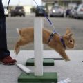 Како тренирати и играти се са зечем, правила образовања код куће