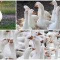 Beschreibung und Merkmale der dänischen Legardgänse, Zuchtregeln