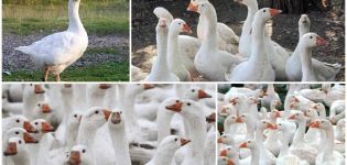 Beschreibung und Merkmale der dänischen Legardgänse, Zuchtregeln