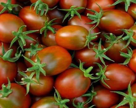 Beskrivelse af tomatsorten Kejseren, funktioner i dyrkning og pleje