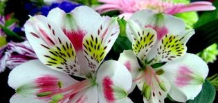 Beskrivning av de 37 bästa sorterna av vita alstroemeria, odlingsteknik