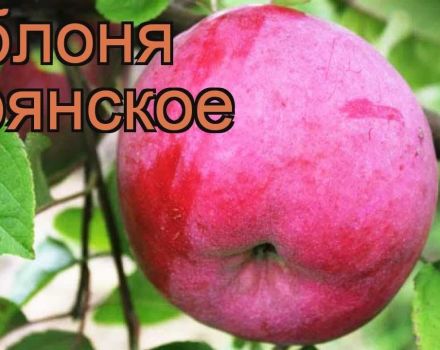 Popis a odrůdy jabloní Bryanskoe, pravidla výsadby a péče