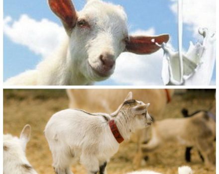 Keçi sağmaya izin vermiyorsa ne yapmalı ve sebebi nedir, nasıl sağıma öğretilir