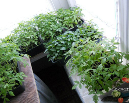 Produktivitet med karakteristika og beskrivelse af tomatsorten Peter den Store