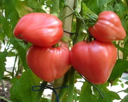 Đặc điểm và mô tả của giống cà chua Raspberry Honey
