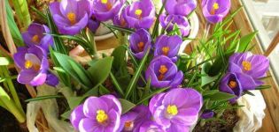 How to grow crocuses at home, planting and care in a pot
