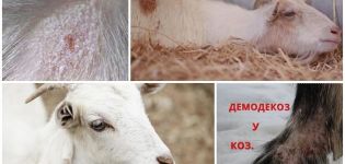 Symptoms and methods of treatment for lichen in goats, methods of prevention