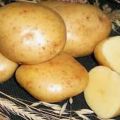 Beskrivelse af kartoffelsorten Gala, funktioner i dyrkning og pleje