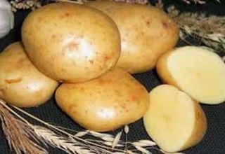 Beskrivelse af Gala-kartoffelsorten, træk ved kultivering og pleje
