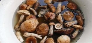 TOP 10 recipes for how to simply salt mushrooms at home, hot and cold