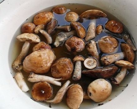 TOP 10 Rezepte, wie man Pilze einfach zu Hause salzt, heiß und kalt