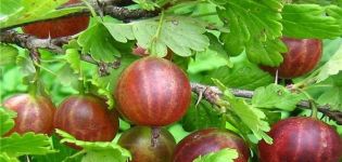 Beschreibung und Feinheiten des Anbaus von Olavi-Stachelbeeren