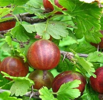 Beschreibung und Feinheiten des Anbaus von Olavi-Stachelbeeren