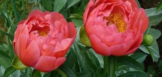 Description of the 12 best varieties of coral peonies, planting and care rules