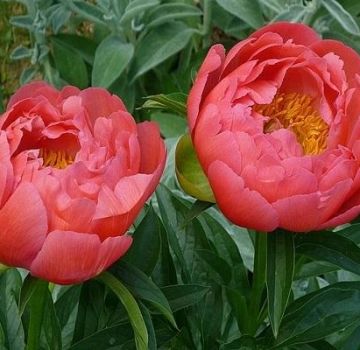 Description of the 12 best varieties of coral peonies, planting and care rules