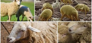 Wie man Schafe von Zecken und Läusen, Drogen und Volksheilmitteln behandelt