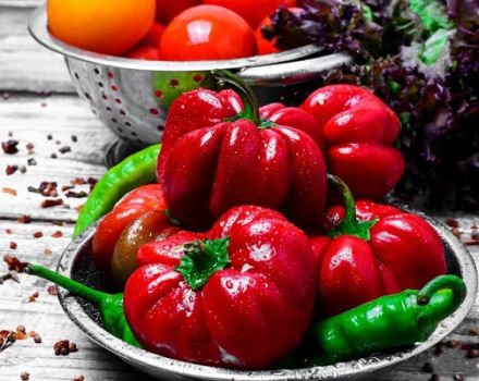 Опис сорти паприка Ратунда, Руби, Колобок, Оленка (Гогошари)