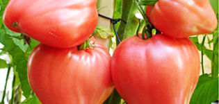 Eigenschaften und Beschreibung der Tomatensorte Volovye Heart, deren Ertrag