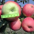 Merkmale der Apfelsorte Prima, Beschreibung der Unterart, Anbau und Ertrag