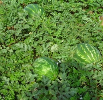 Descrição da variedade de melancia Ataman e do híbrido F1, quais as diferenças, doenças e pragas de plantas
