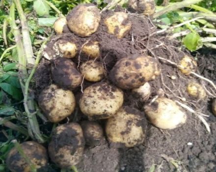 Descrição da variedade de batata Sorcerer, suas características e rendimento