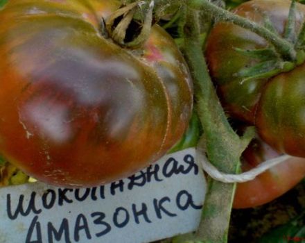 Περιγραφή της ποικιλίας ντομάτας Chocolate Amazon, τα χαρακτηριστικά και η απόδοση της