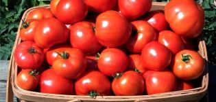 Описание на сорта домат Топтижка, неговите характеристики и отглеждане