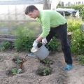 Cómo y cómo alimentar coliflor en campo abierto.