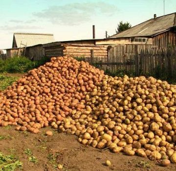 Beschreibungen und Merkmale der besten Kartoffelsorten und Bewertung von 2020