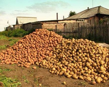 Beschreibungen und Merkmale der besten Kartoffelsorten und Bewertung von 2020