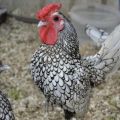 Opis i charakterystyka 22 najlepszych ras kur ozdobnych