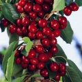 Description of varieties of columnar cherries, features of their planting and care, how to prune