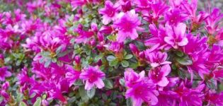 Wie man Rhododendren für den Winter in der Region Moskau abdeckt, die Regeln für das Pflanzen und die Pflege
