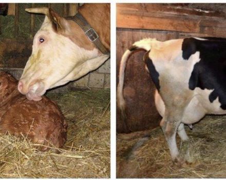 How to know when a cow will calve, the signs and how many hours the contractions last